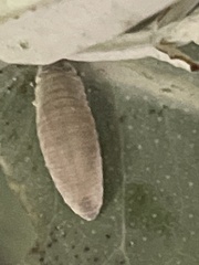 Paropsisterna m-fuscum