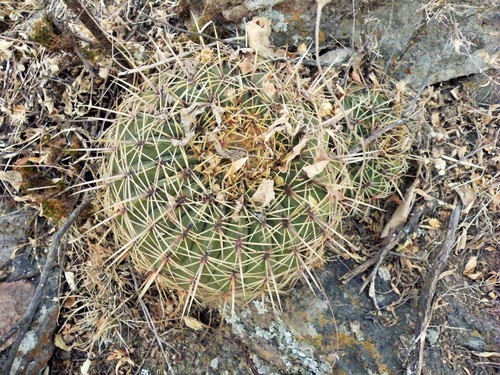 Bisnaga histrix
