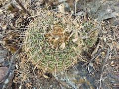 Bisnaga histrix