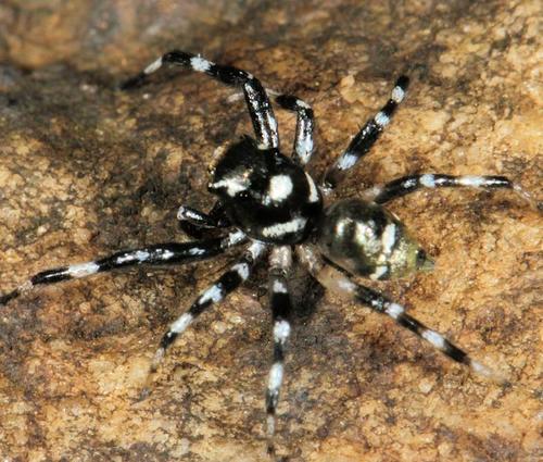 Phintella aequipes