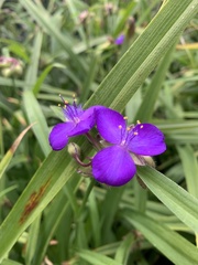 Tradescantia virginiana