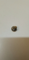 Scarabaeidae