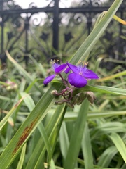 Tradescantia virginiana
