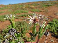 Vanzijlia annulata