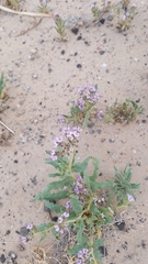 Phacelia integrifolia integrifolia