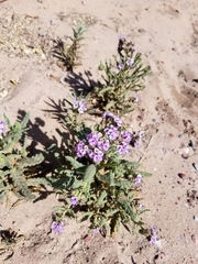 Phacelia integrifolia integrifolia
