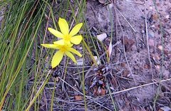 Bobartia orientalis orientalis