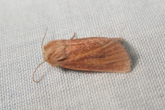 Denticucullus pygmina