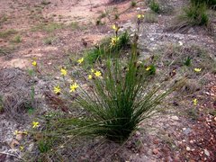 Bobartia orientalis orientalis