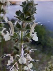 Salvia austriaca