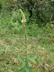 Lysimachia fortunei