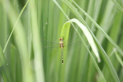 Diplacodes trivialis