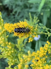 Megacyllene robiniae