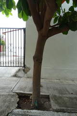 Terminalia kaernbachii