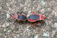 Probergrothius varicornis