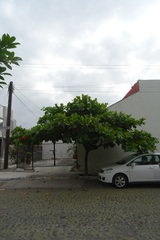 Terminalia kaernbachii