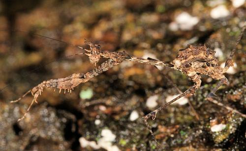 Photo of Cryptic Mantis (Sibylla pretiosa)