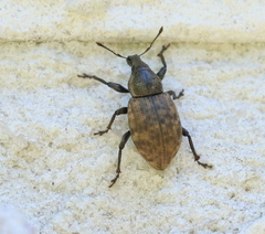 Barynotus obscurus