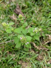 Clinopodium chinense