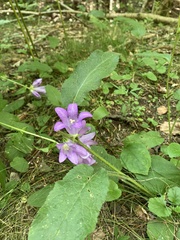 Campanula glomerata glomerata