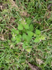 Clinopodium chinense