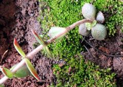 Crassula setulosa setulosa