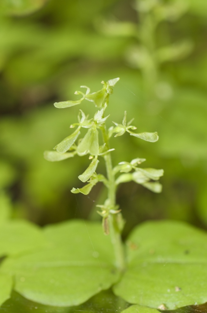 Broad-lipped Twayblade in July 2009 by christian_nunes · iNaturalist