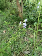 Mosla dianthera
