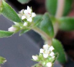 Crassula setulosa setulosa