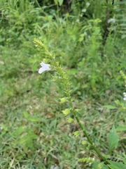Mosla dianthera