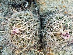 Echinofossulocactus ochoterenaus