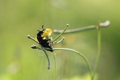 Hycleus biundulatus