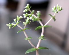 Crassula setulosa setulosa