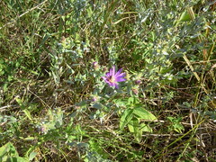 Symphyotrichum sericeum