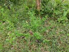 Mosla dianthera