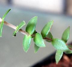 Crassula setulosa setulosa