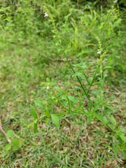 Mosla dianthera