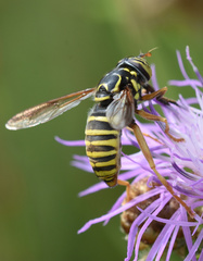 Spilomyia manicata