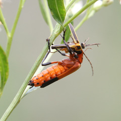 Chauliognathus profundus