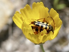 Typocerus sinuatus