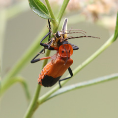 Chauliognathus profundus