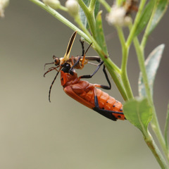Chauliognathus profundus