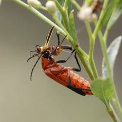 Chauliognathus profundus
