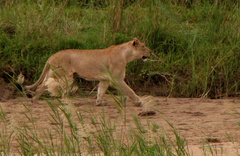 Panthera leo