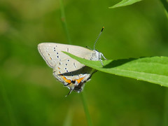 Satyrium acadica