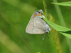 Satyrium acadica