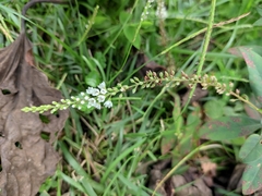 Lysimachia fortunei