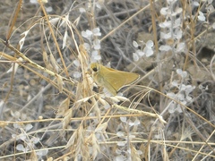 Hesperia leonardus pawnee
