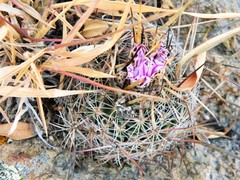 Echinofossulocactus ochoterenaus