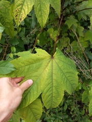 Kalopanax septemlobus